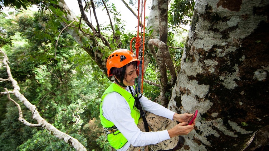 A woman hangs from a rope harness and uses her phone to photograph the trunk of a tree