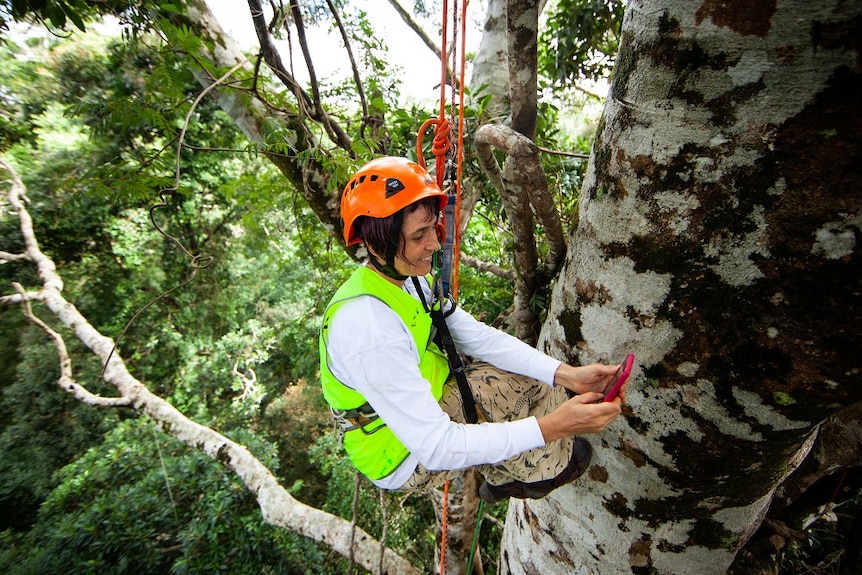 A woman hangs from a rope harness and uses her phone to photograph the trunk of a tree