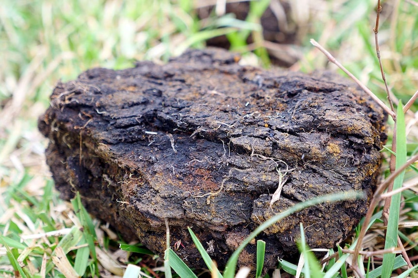 Picture of unearthed peat, which looks porous like coal but still has decaying vegetation visible.