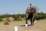 Bomb-sniffing elephant gives demonstration in South Africa