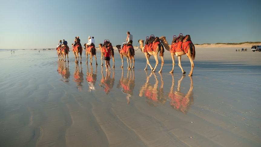 A small number of tourists ride a camel train down Cable Beach, near Broome, WA.
