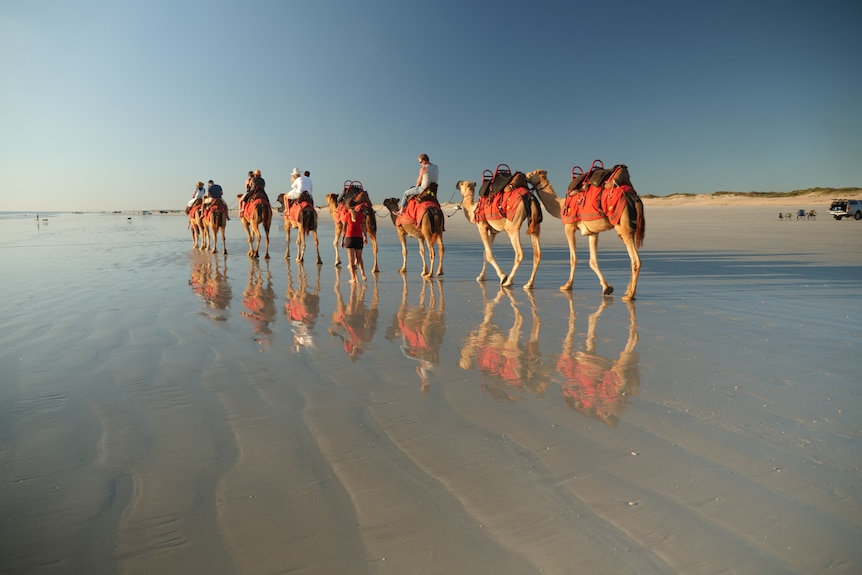 Een klein aantal toeristen rijdt met een kameeltrein naar Cable Beach, in de buurt van Broome, WA.