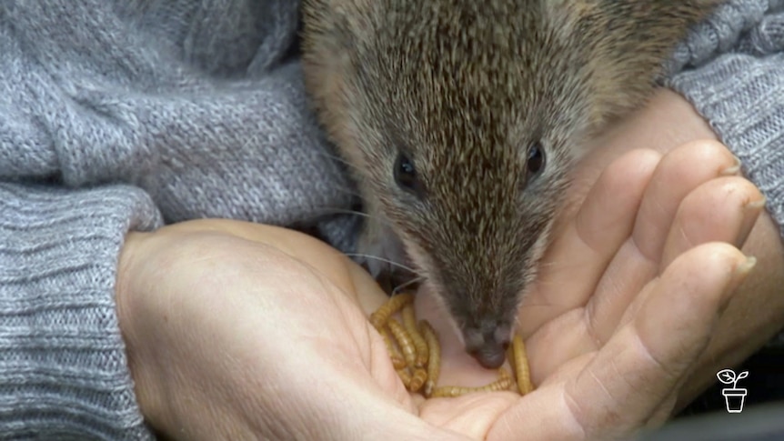 Bandicoot in person's hand eating mealworms