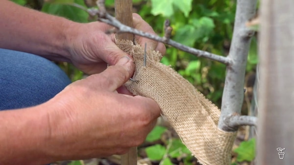 A hessian strap being attached to a tree and a stake for support.