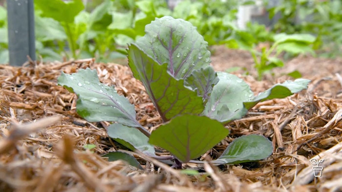 Green leafy plant growing in vegetable garden bed