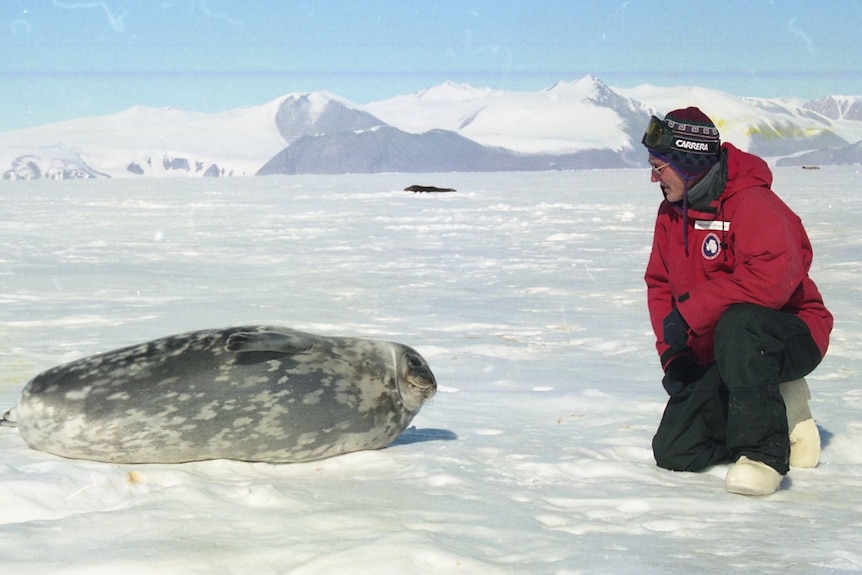 Man in red coat, beanie, boots and snow gear on antarctica, snow, ice, mountain in background, crouched near rotund seal