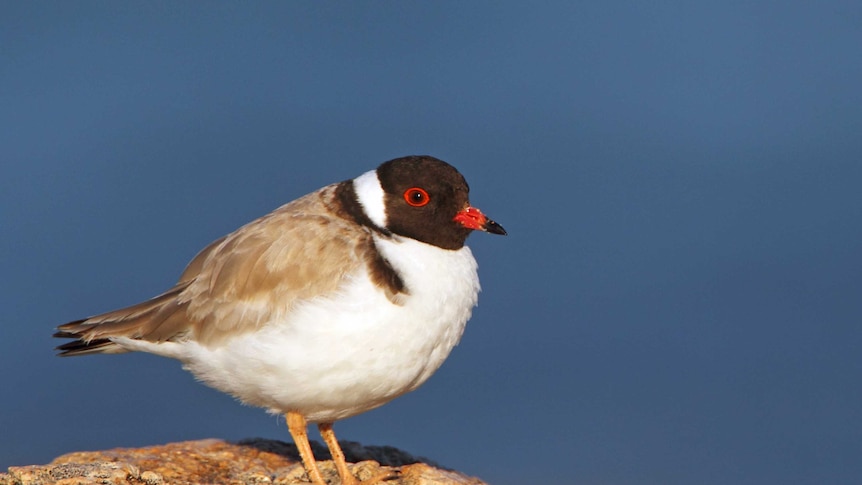 The hooded plover is a small bird, with a distinctive black hood and red ring around its eyes