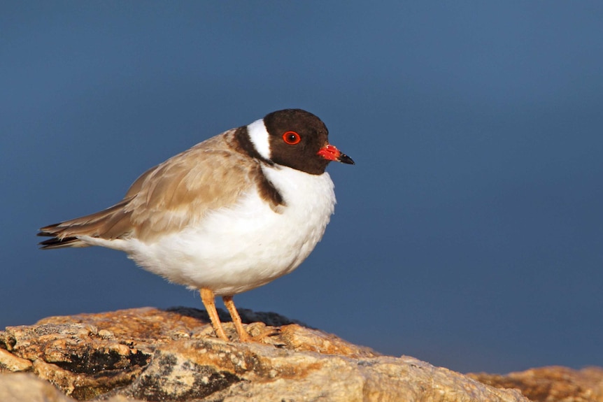 The hooded plover is a small bird, with a distinctive black hood and red ring around its eyes