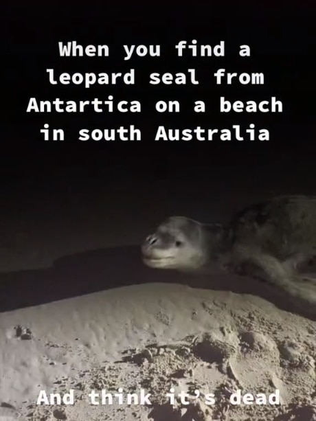 A TikTok screen of the boy approaching the seal.