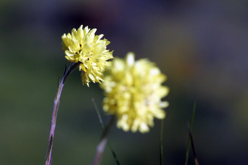 Wild flowers