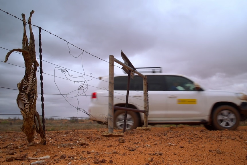 A dingo carcass strung up on a farm fence as a car drives past