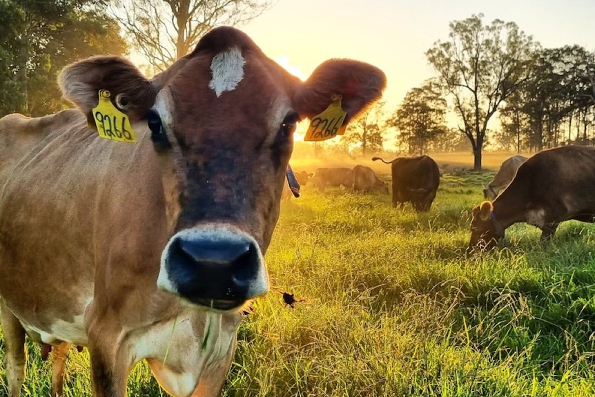 a cow close in looking at camera with the sun rising in the field behind with other cows looking