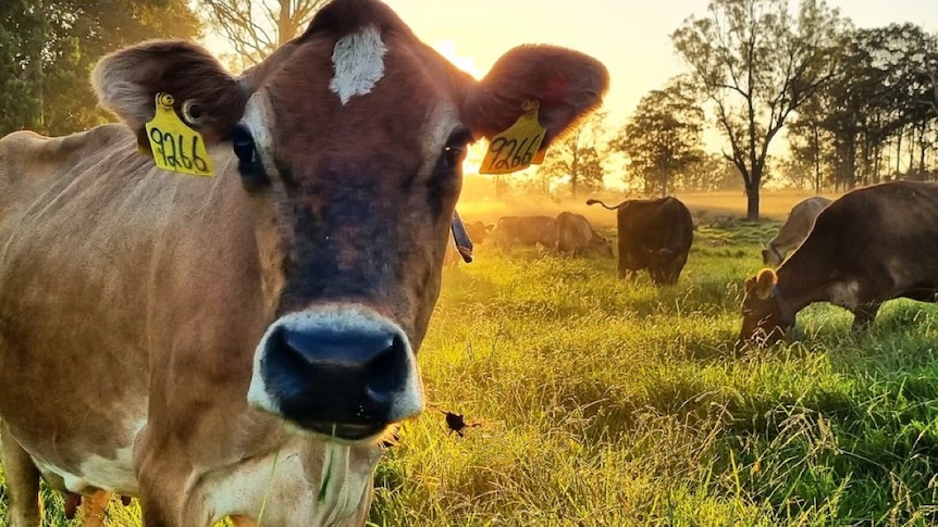 A cow close in looking at camera with the sun rising in the field behind with other cows looking.