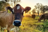 A cow close in looking at camera with the sun rising in the field behind with other cows looking.