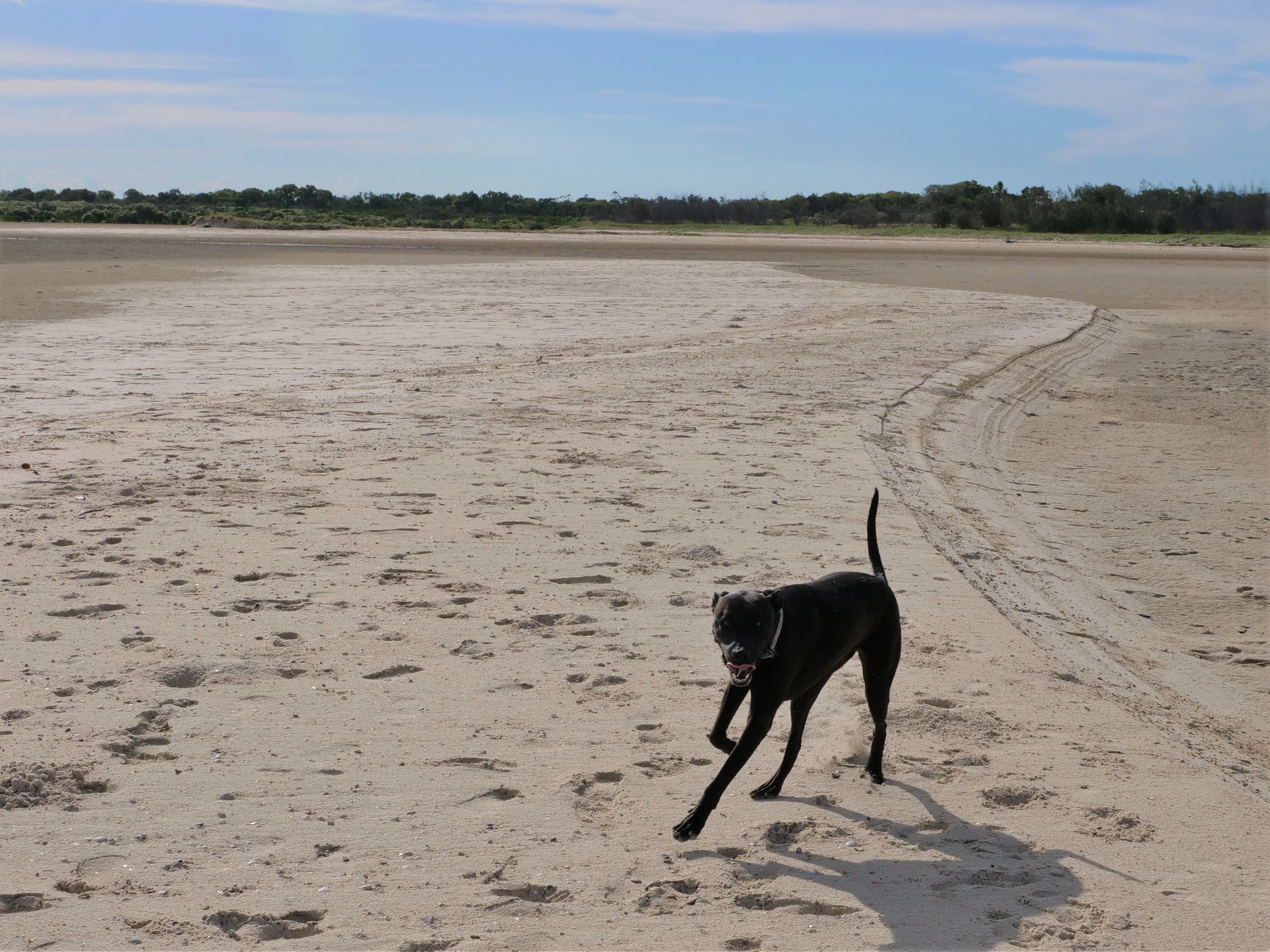 A large, black dog, running free on a sandy stretch.