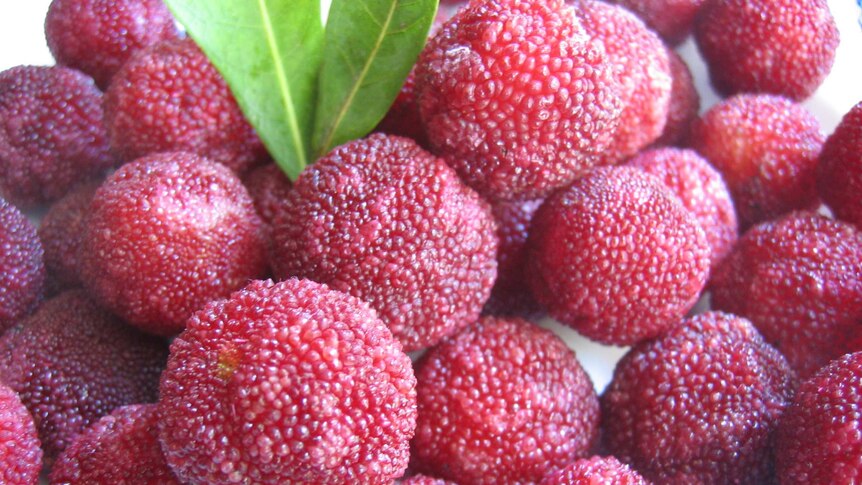 Red bayberries