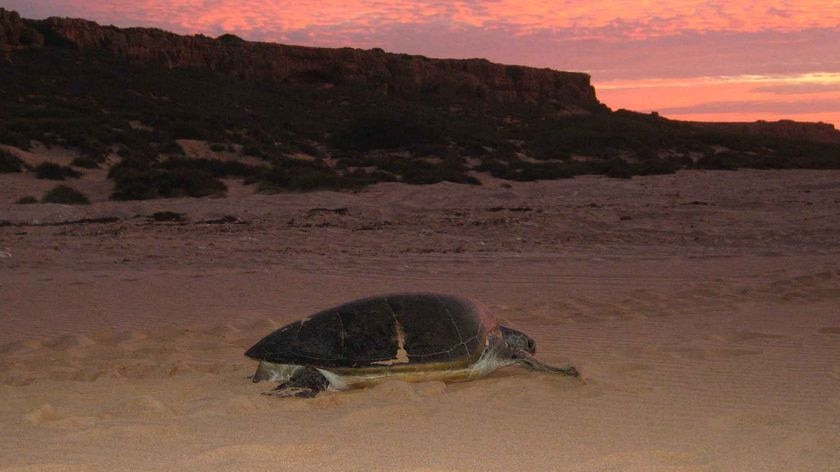 A flatback turtle