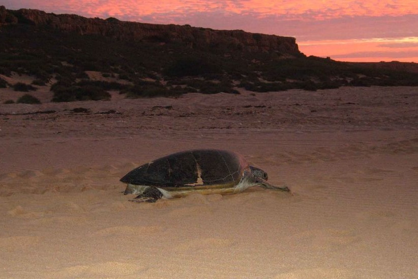 A flatback turtle on Barrow Island.