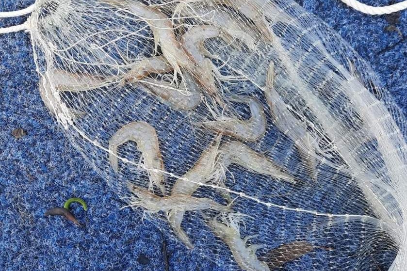 A cast net with several large prawns in it lies on the bottom of a boat on blue carpet 