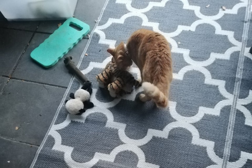 A ginger cat with a stuff top on a carpet rug.