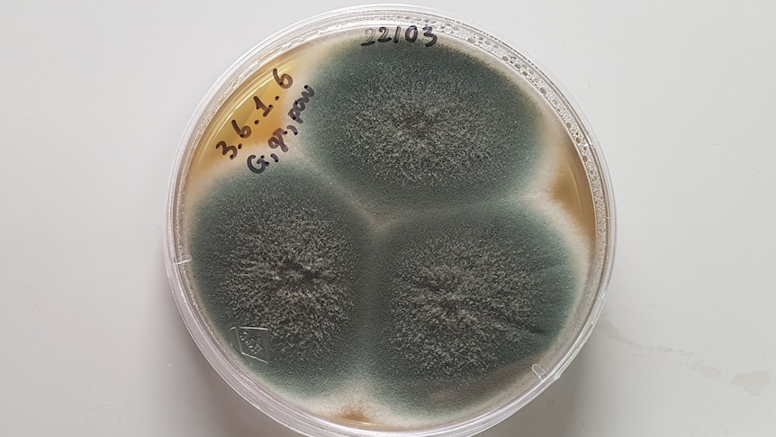 Les infections fongiques augmentent pendant la pandémie et s’étendent à l’échelle mondiale en raison du changement climatique, selon l’OMS