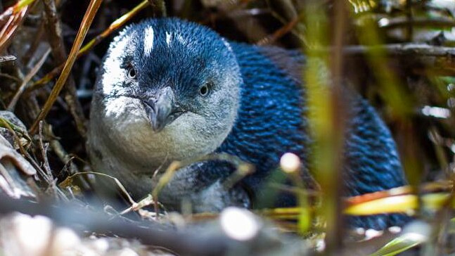 A little blue-and-white penguin in its burrow.