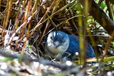 A little blue-and-white penguin in its burrow.
