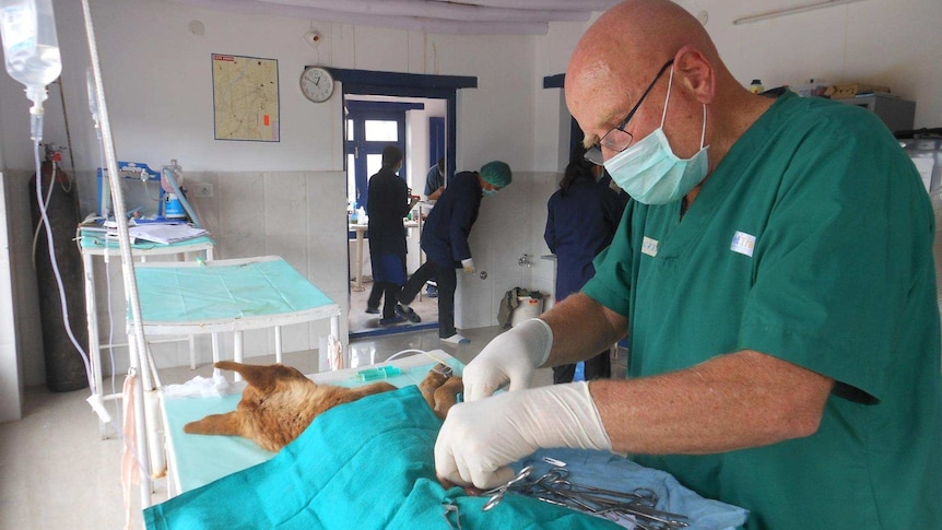 Dr David Gray operating on a dog