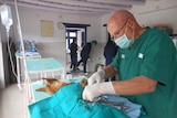 Dr David Gray operating on a dog