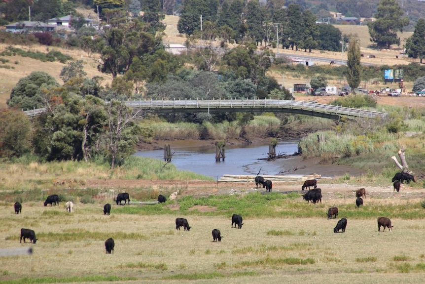 Glebe Farm cattle bridge