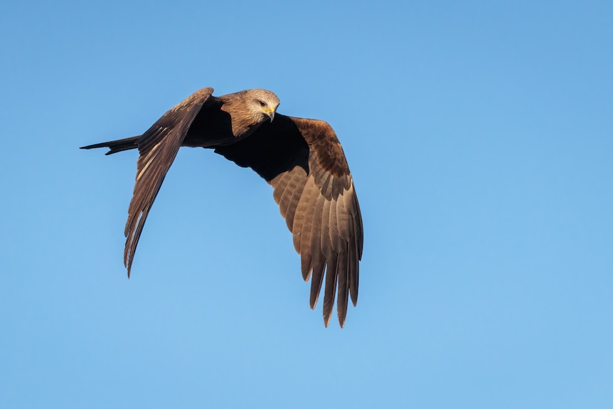 A black kite flying in the blue sky in outback NSW