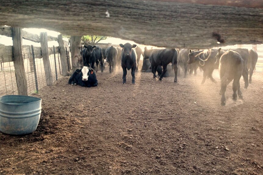 Cattle stand in dry paddocks
