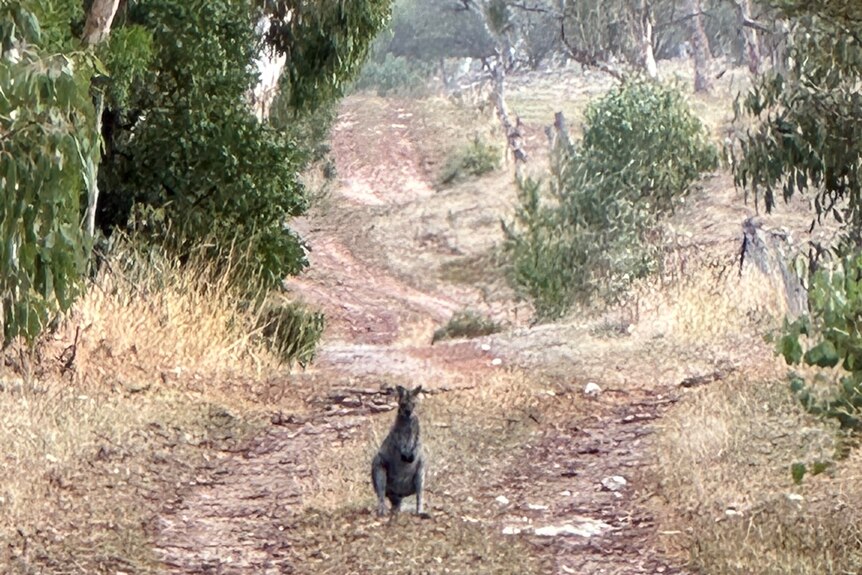 A wallaby stands in the middle of a dirt track, surrounded by big gum trees.