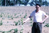 Doctor Tom Cullity with early Riesling vines