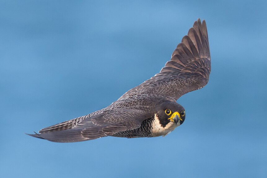 A bird of prey looking at the camera while flying over water.