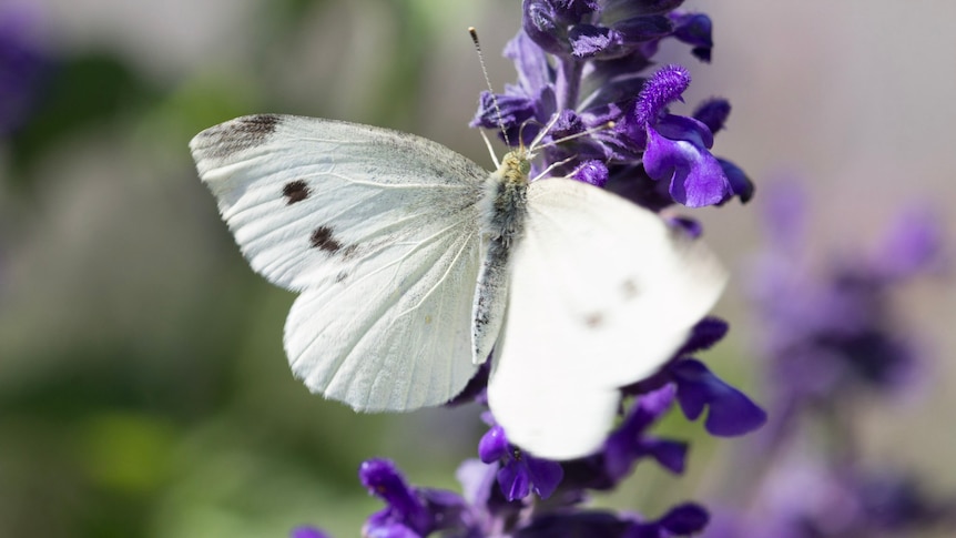 Cabbage white butterfly rests on purple plant