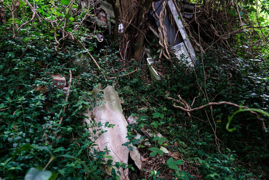 Grey sheets of building materials lying against a tree and strewn among the weeds