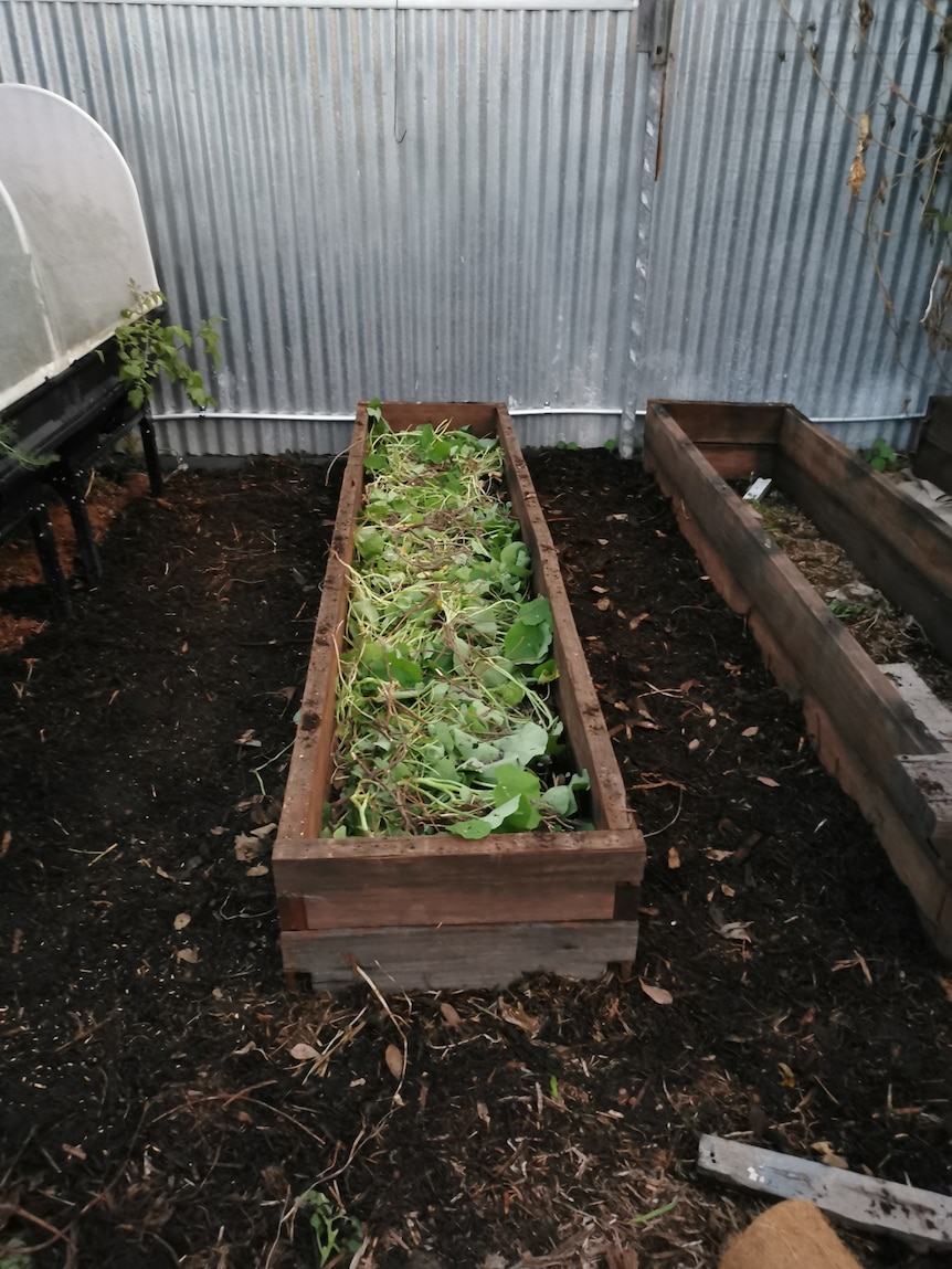 A narrow raised garden bed being filled using hügelkultur. The bed is almost filled with a layer of green garden waste.