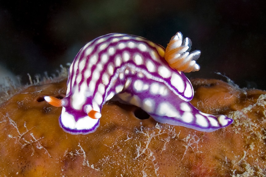 The Hypselodoris whitei sea slug