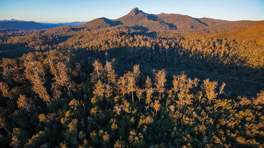 Florentine Valley, World Heritage proposed for delisting. (Rob Blakers)