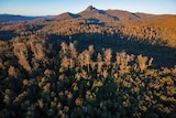Florentine Valley, World Heritage proposed for delisting. (Rob Blakers)