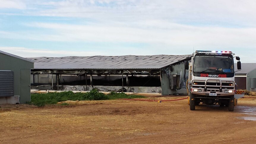 Fire has destroyed a shed at a poultry farm at Beaufort, north of Adelaide.