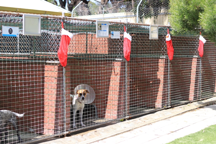 A dog with a cone on its head stands in a long line of cages