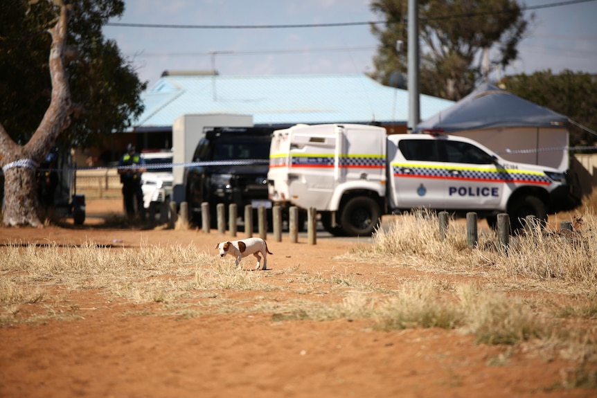 A small dog wanders on the red dirt near the house where Cleo Smith was found.