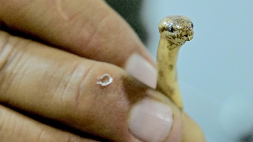 A close-up of a tiny yellow snake being held in a man's hand.