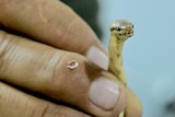 A close-up of a tiny yellow snake being held in a man's hand.