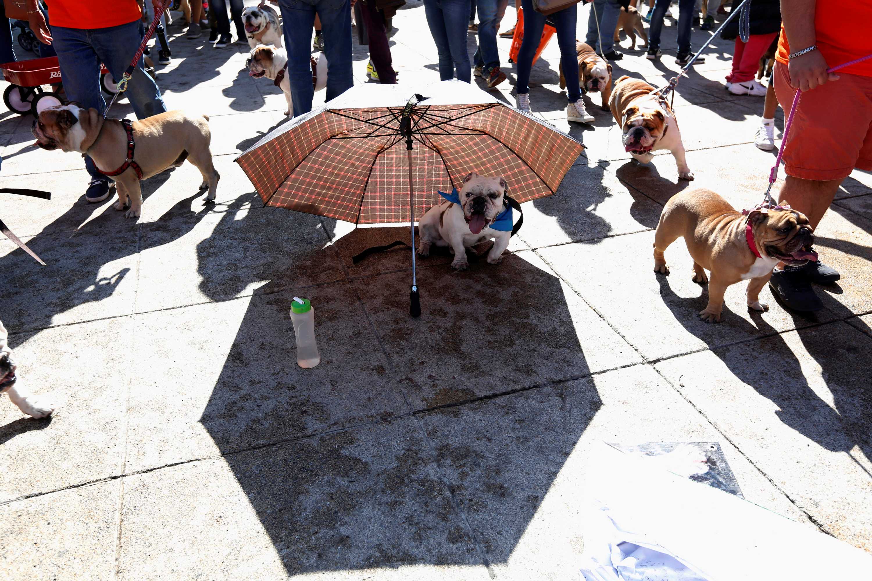 Bulldogs parade through Mexico City in hopes of breaking world record