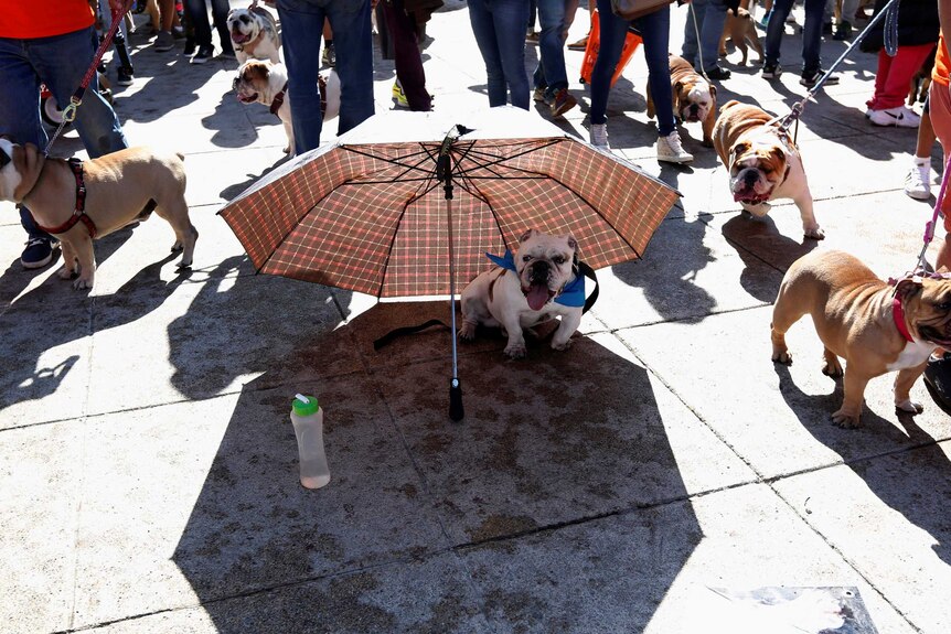 An English Bulldog rests under an umbrella