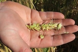 Close up of an open hand with crushed head of wheat displayed