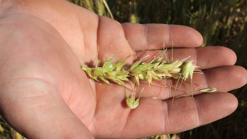 Close up of an open hand with crushed head of wheat displayed